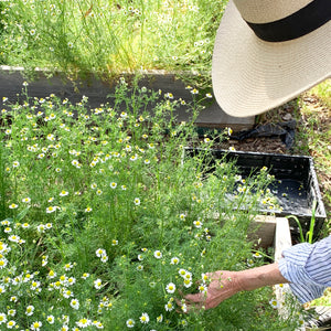 INGREDIENT SPOTLIGHT: CHAMOMILE - The Beauty of The Gardens
